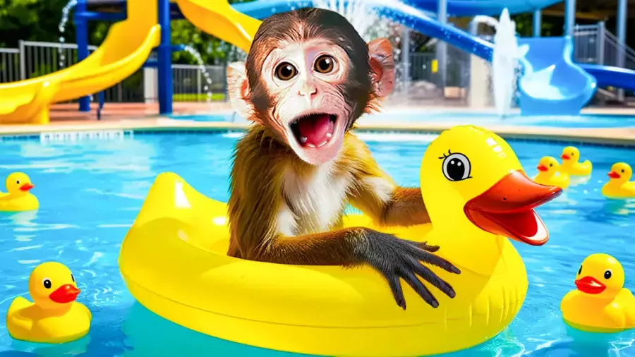 کارتون بچه میمون | جدیدترین قسمت ماجراجویی و شنا کردن