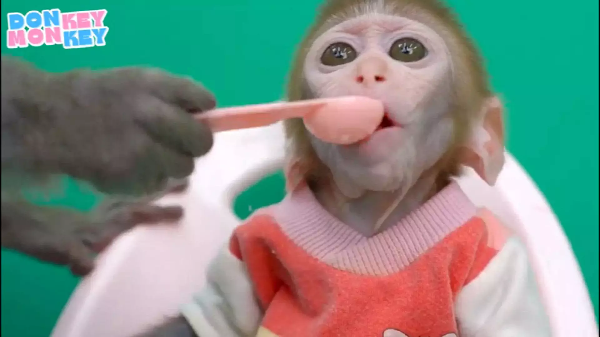 ماجراهای بچه میمون | قسمت جدید و پربیننده میمون بازیگوش