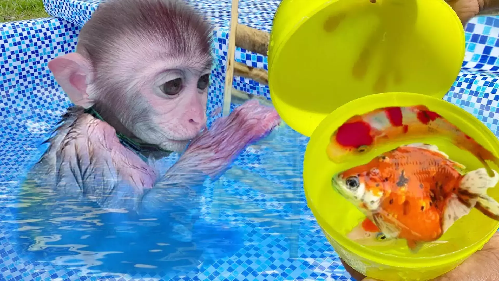 کارتون بچه میمون جدید | بیم‌بیم و خوردن بستنی با هاپو