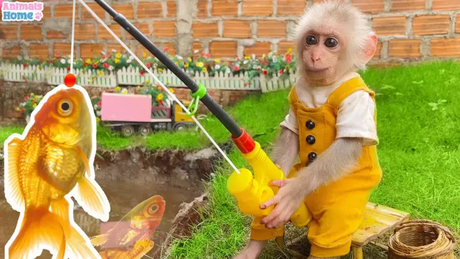 انیمیشن آموزشی میمون بازیگوش | میمون کوچولو و ماهیگیری