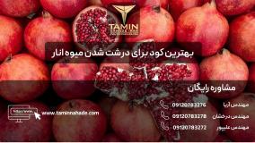 بهترین کود برای درشت شدن میوه انار