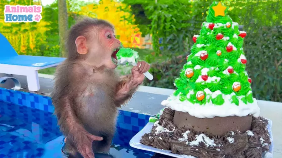 برنامه کودک بچه میمون بازیگوش | جشن کریسمس در استخر