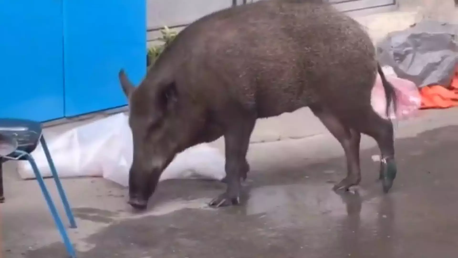 ویدیوی عجیب از پشت صحنه پایتخت 7