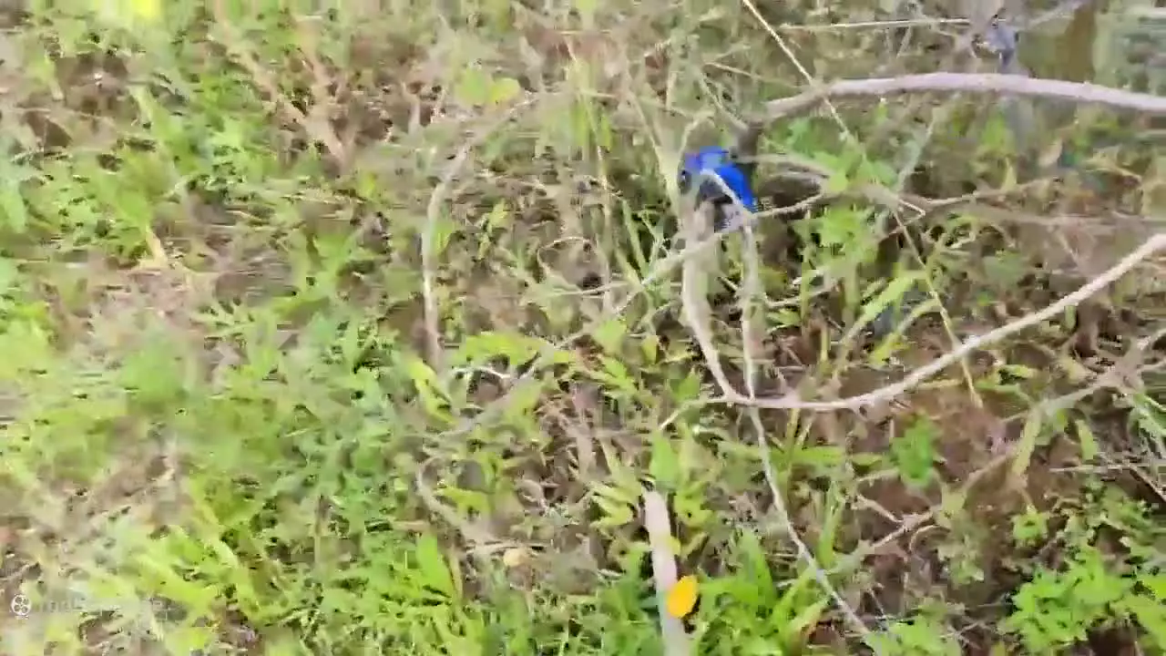 ماشین کوچولوها _ ماشین اسباب بازی _ ماشین بازی کودکانه _ کارتون جدید