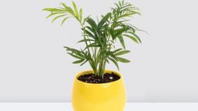 سفارش شامادورا گیاه همیشه‌سبز و مقاوم