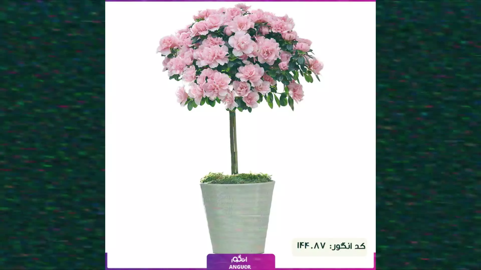 سفارش گل آزالیا آپارتمانی