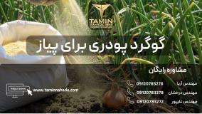 گوگرد پودری برای پیاز