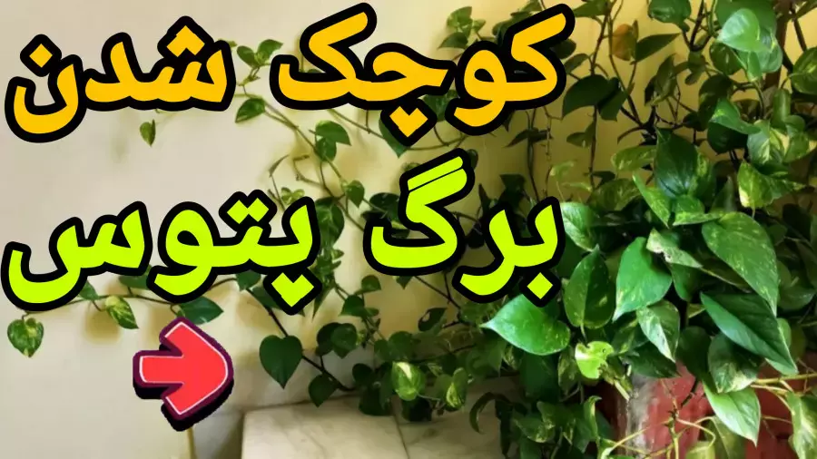 چه کودی برای پتوس مناسب است؟