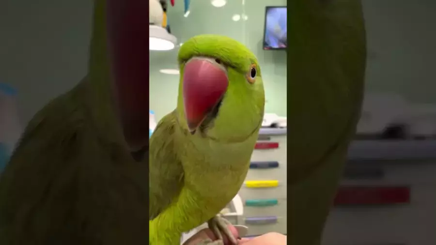 شیرین‌کاری‌های طوطی ملنگو: لحظات خنده‌دار و جذاب!