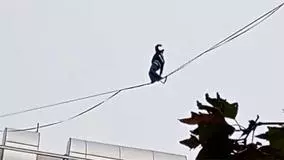 حرکت خطرناک دختر جوان در تهران روی سیم‌های بین ساختمان