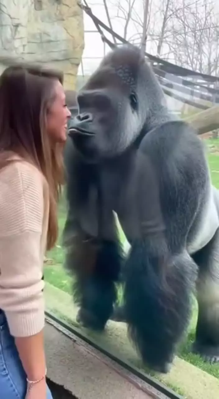 شوخی با زن گوریل