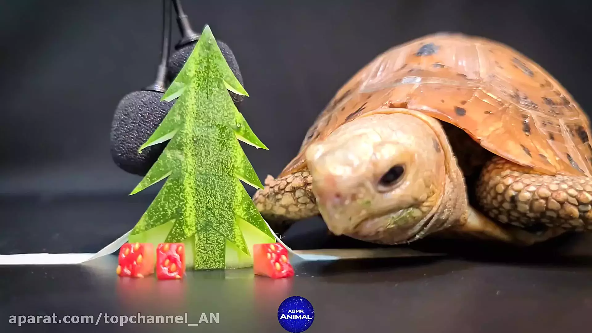 چالش غذا خوری لاک پشت | خوردن درخت کریسمس!