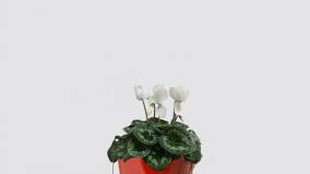 سفارش گل سیکلامن زیبا