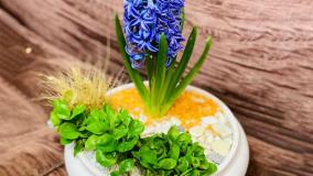 سفارش سبزه عید نوروز