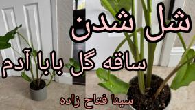 علت افتادگی برگ بابا آدم و روش احیای گیاه با سینا فتاح زاده