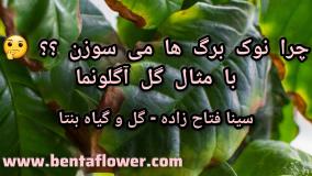چرا نوک برگ گل می‌سوزه؟ دلایل رایج با مثال گل آگلونما