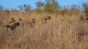 جنگ و نبرد شیرها با کفتارها در حیات وحش / گاز گرفتن پای شیر توسط گله کفتار