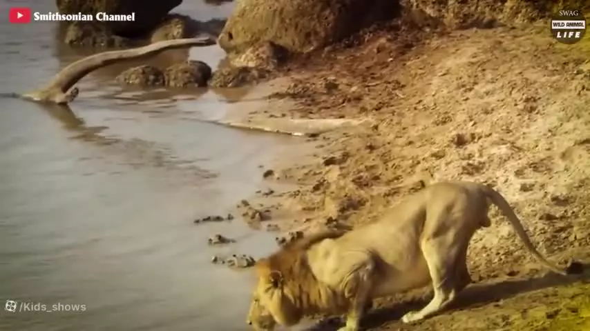پایان تاسف بار برای شیر هنگام انتخاب حریف اشتباه !!! حیوانات وحشی / حیات وحش