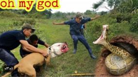 سگ پیتبول در مقابل 2 مار غول پیکر در یک سوراخ | دنیای واقعی وحش