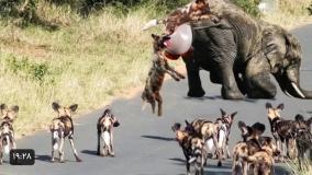 وقتی سگ وحشی احمق شکار اشتباهی را شکار می کند -نبرد حیوانات