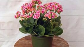 سفارش گل کالانکوئه خاص