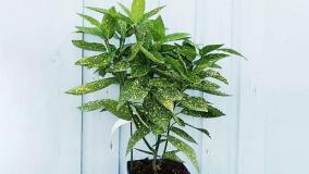 سفارش گل اوکوبا سبز