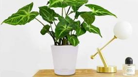 سفارش گل سینگونیوم سبز