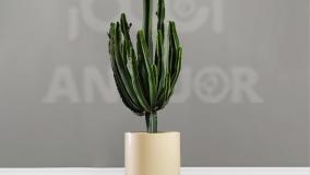 سفارش افوربیا مقاوم