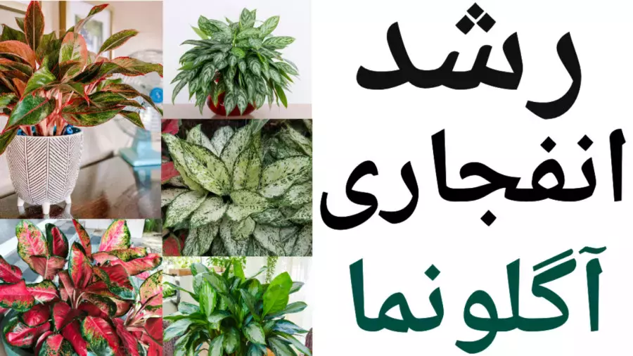 آموزش سینا فتاح زاده برای رشد سریع آگلونما