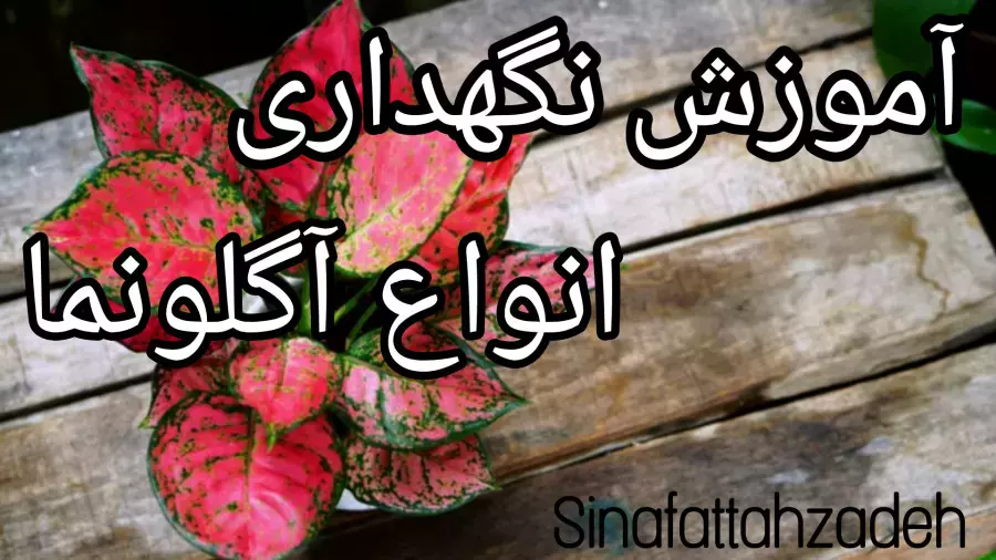 نگهداری گل آگلونما سبز و دیگر واریته ها با سینا فتاح زاده