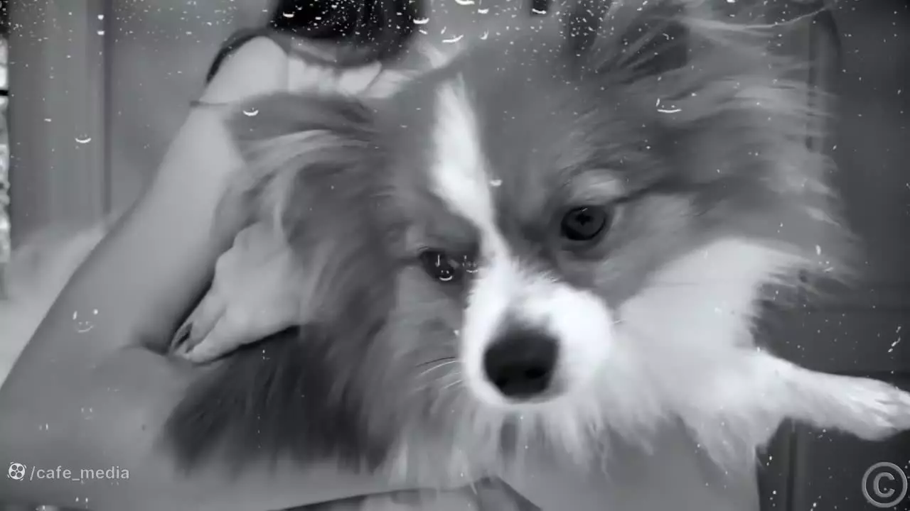 برنامه کودک ناستیا و بابایی جدید: ناستیا و چالش آشپزی خنده‌دار!