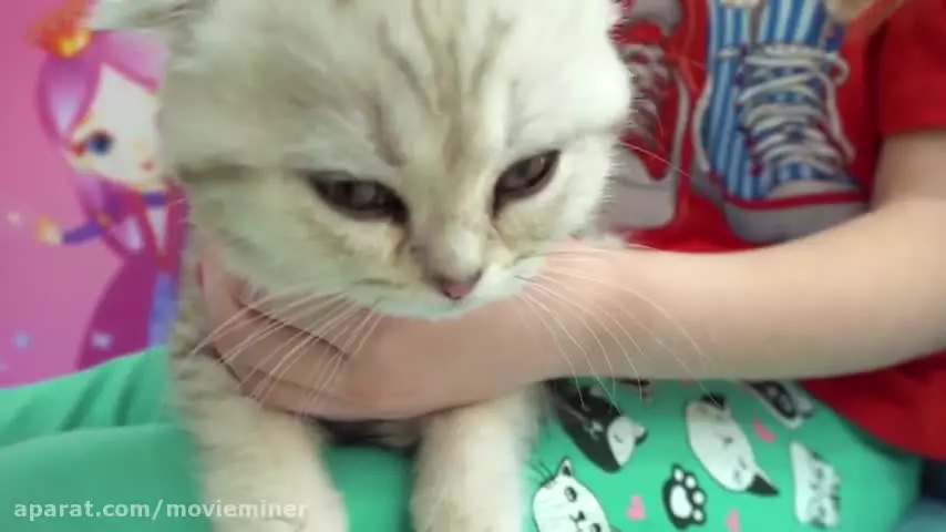 گربه‌ها و دوستی: قصه‌ای جذاب از ایوا و مامانش