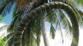 عجایب ودانستنی ۵۴