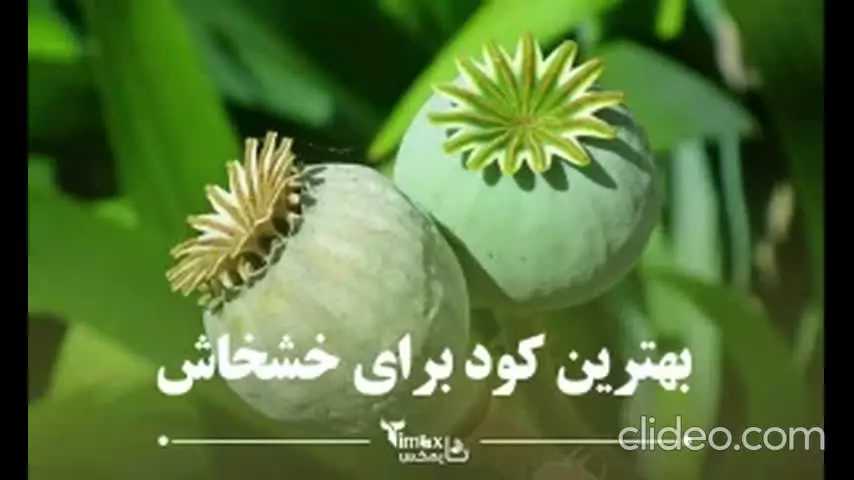 کود حیوانی برای خشخاش خوب است؟