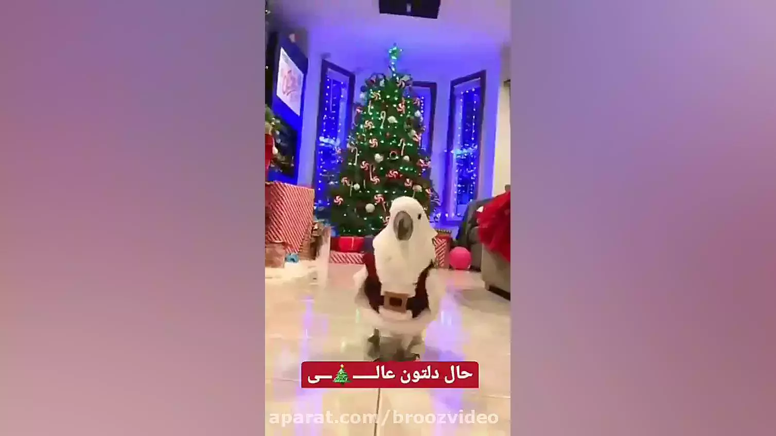 سال نو میلادی: بهترین استوری‌های تبریک برای دوستان و خانواده