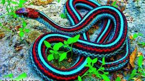 عجایب ودانستنی ۶۴۴