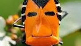 عجایب ودانستنی ۴۵۶