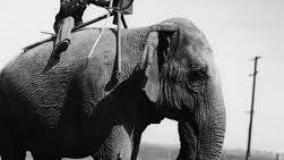 عجایب ودانستنی جنگی۴۵