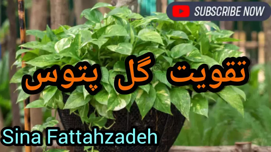 چگونه پتوس خود را به گیاهی شاداب و پرپشت تبدیل کنیم؟