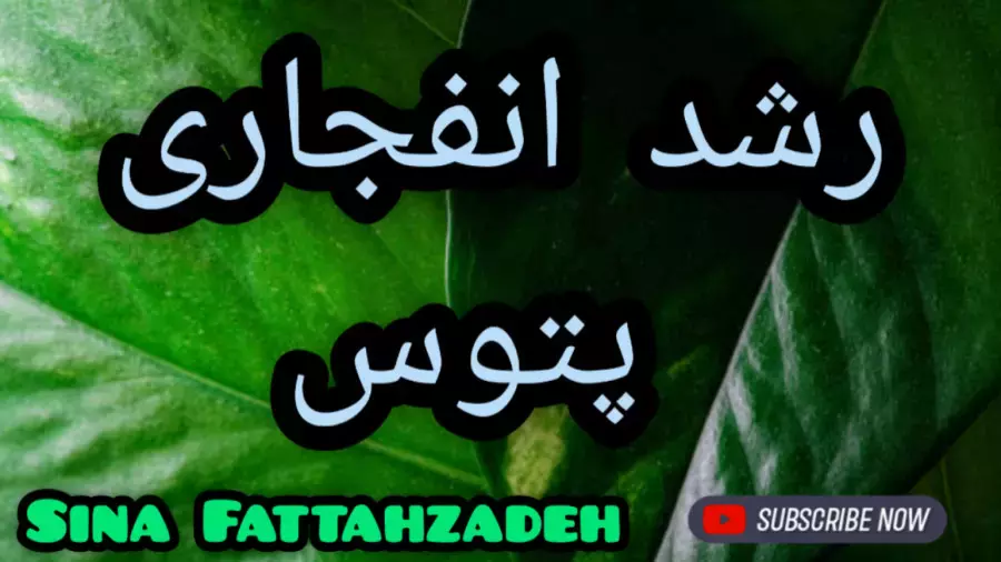 جادوی رشد پتوس و تقویت ریشه های گیاه