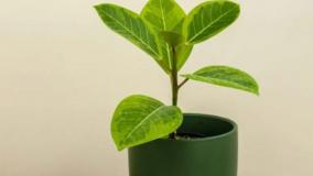 سفارش آلتیسیما گیاهی همیشه‌سبز