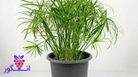 سفارش سیپروس مقاوم شیک