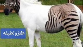 طنزولطیفه ۴۴