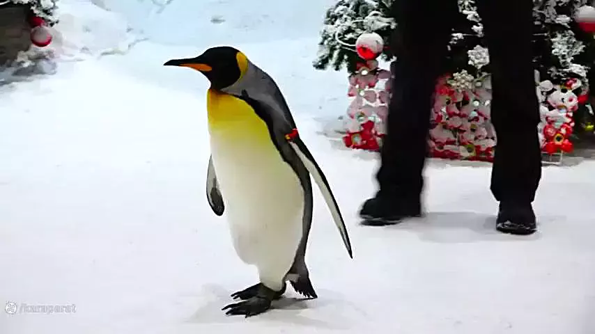 ولاد و نیکی کارتون | سرگرمی تفریحی | برنامه کودک