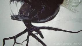 عجایب ودانستنی ۷۴