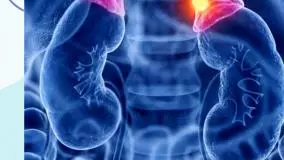 کورتیزول چیست؟