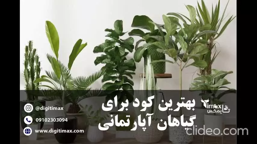 بهترین کود برای پاجوش زدن سانسوریا | تایمکس