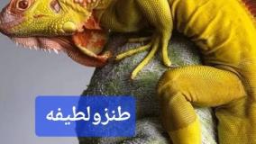 عجایب ودانستنی ۵۳