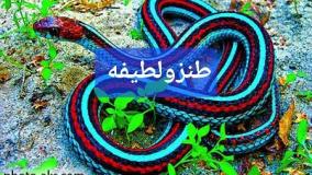 عجایب ودانستنی ۷۶۵