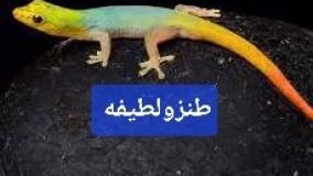 عجایب ودانستنی ۸۷۶